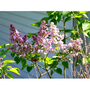  Orgován obyčajný (Syringa vulgaris) ´MADAM ANTOINE BUCHNER´ - výška 200-250 cm, kont. C55L - NA KMIENKU 